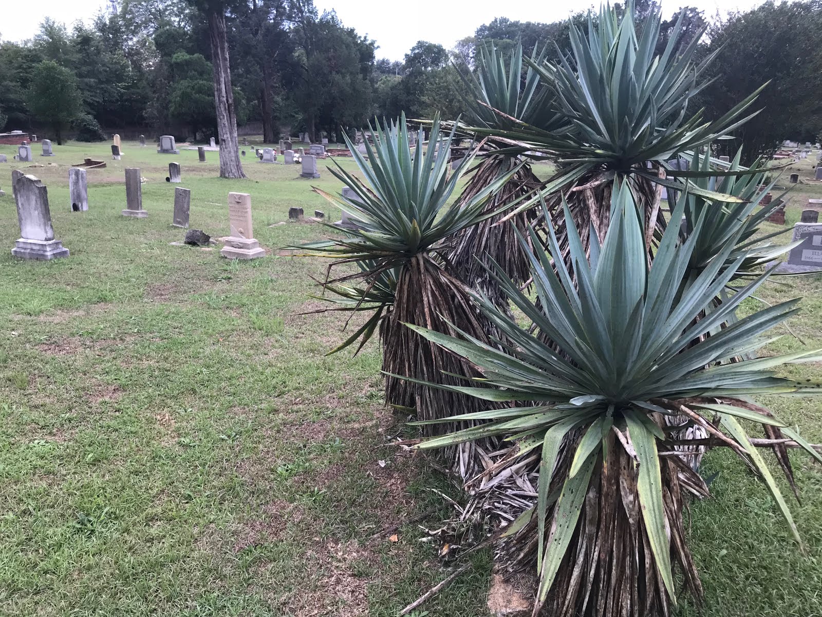 Esoteric Columbia The Plants That Ward Off Evil Spirits in Randolph