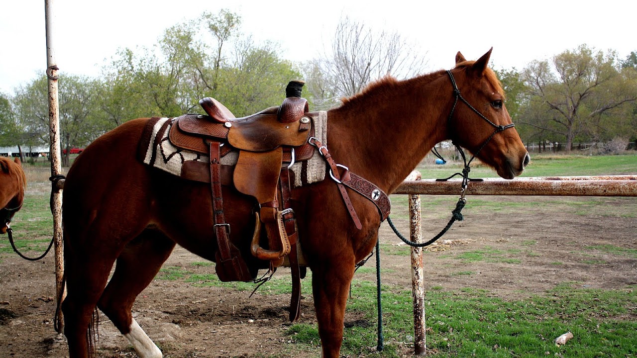 Quarter Race Horses For Sale In Texas Horse Choices