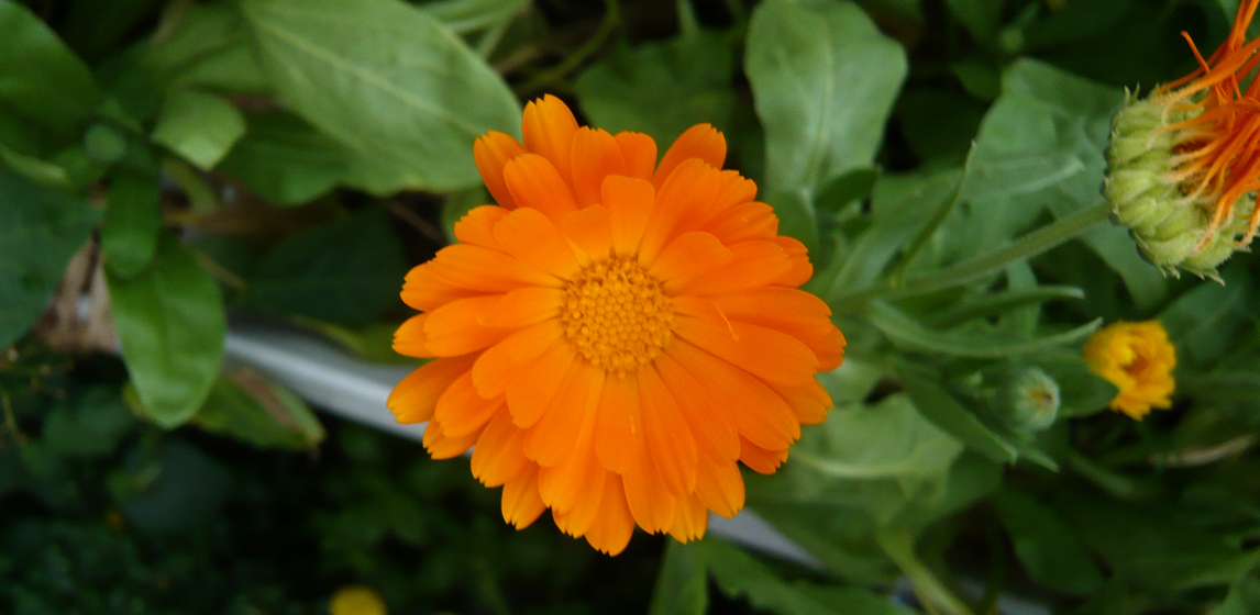 ringelblumen piontek eingestellt