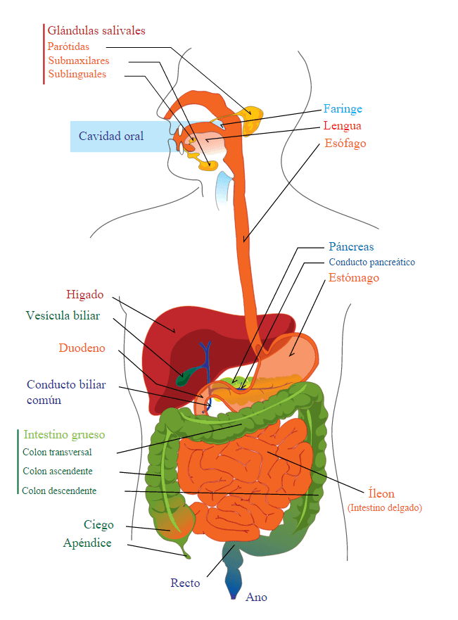 Anatomía del aparato digestivo