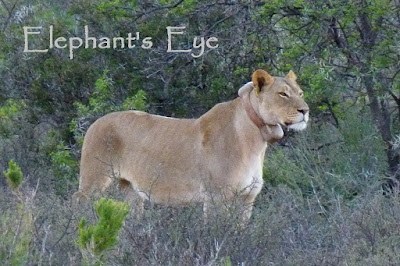 Karoo lion with tracking collar in 2010