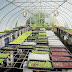 Mengupas 7 Cara Jitu Budidaya Microgreens Di Rumah & Greenhouse