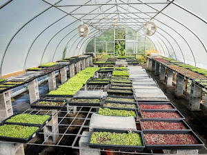 Mengupas 7 Cara Jitu Budidaya Microgreens Di Rumah & Greenhouse