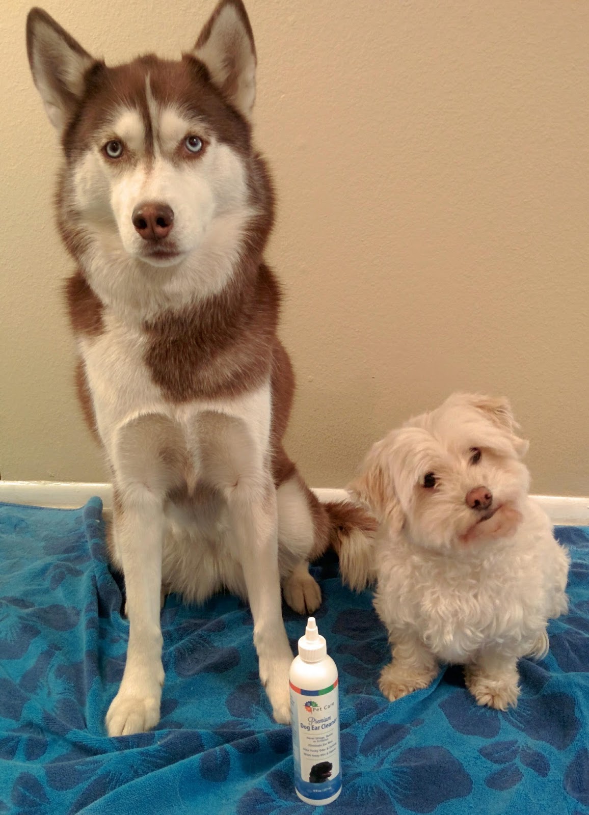 dogs-luv-us-and-we-luv-them-clean-dogs-ears-naturally-with-bvh-pet