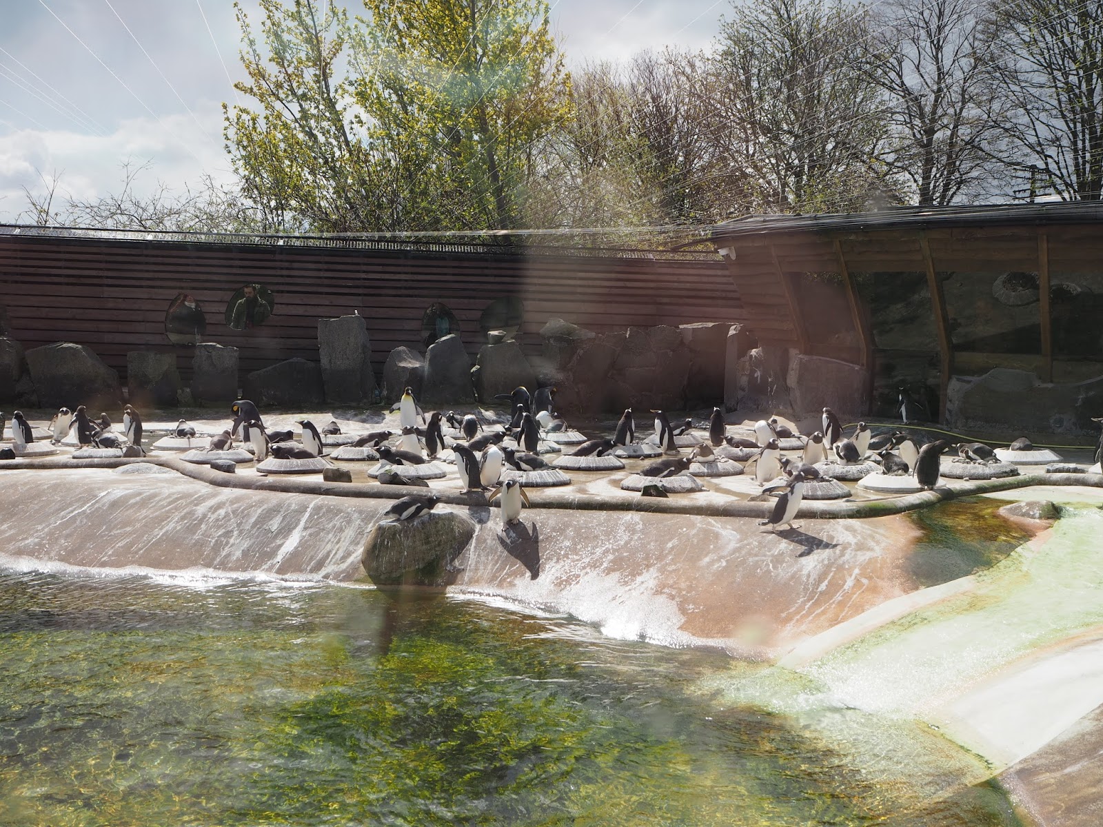 edinburgh zoo penguins