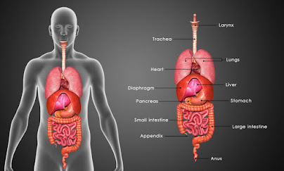 Treatment of Gastric Health Problems
