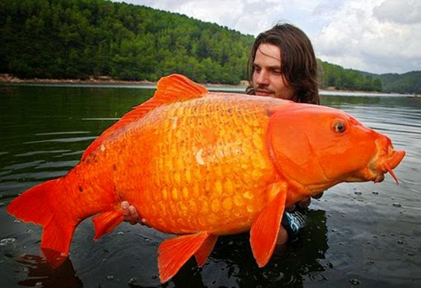 Doa Memancing Ikan Rumi Doa Mancing Ikan Paling Mujarab Untuk doa-memancing-ikan-rumi-doa-mancing-ikan-paling-mujarab-untuk
