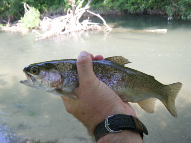 Quittie Creek PA Rainbow Trout