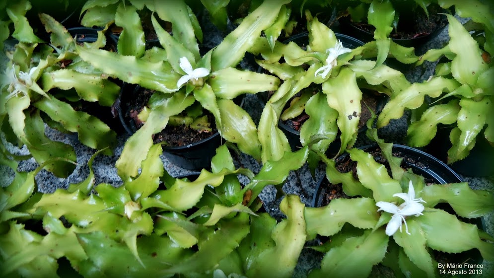 Meu Cantinho Verde: BROMÉLIA-CRYPTANTHUS - ( Cryptanthus acaulis )