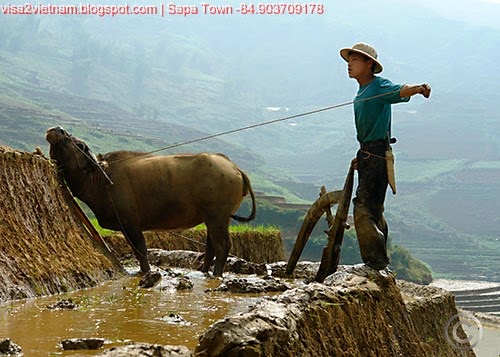 Balzac and the Little Chinese Seamstress Summary GradeSaver