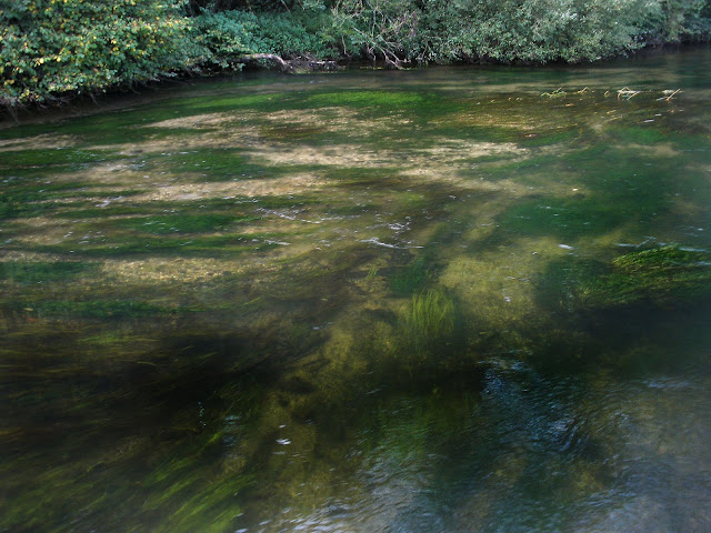 Weedy shallow glide on the River Itchen