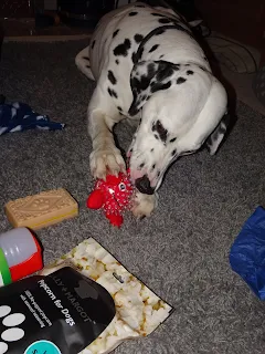 dogs playing with toys 