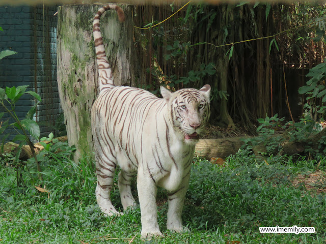 tiger at zoo negara