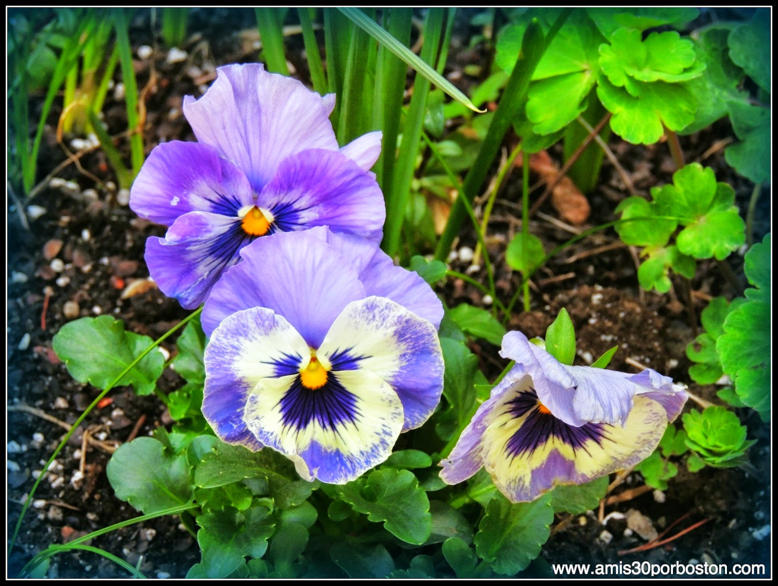 Primavera 2014: Flores de Boston