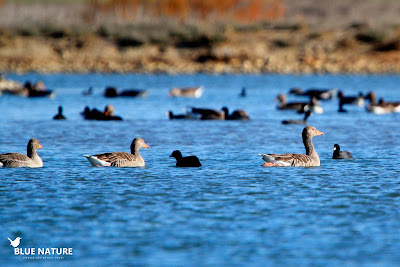 Ánsares comunes (Anser anser) junto a dos fochas comunes (Fulica atra)