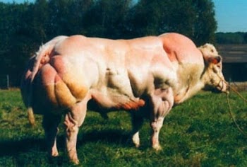 αγελάδα πορνό σωλήνα