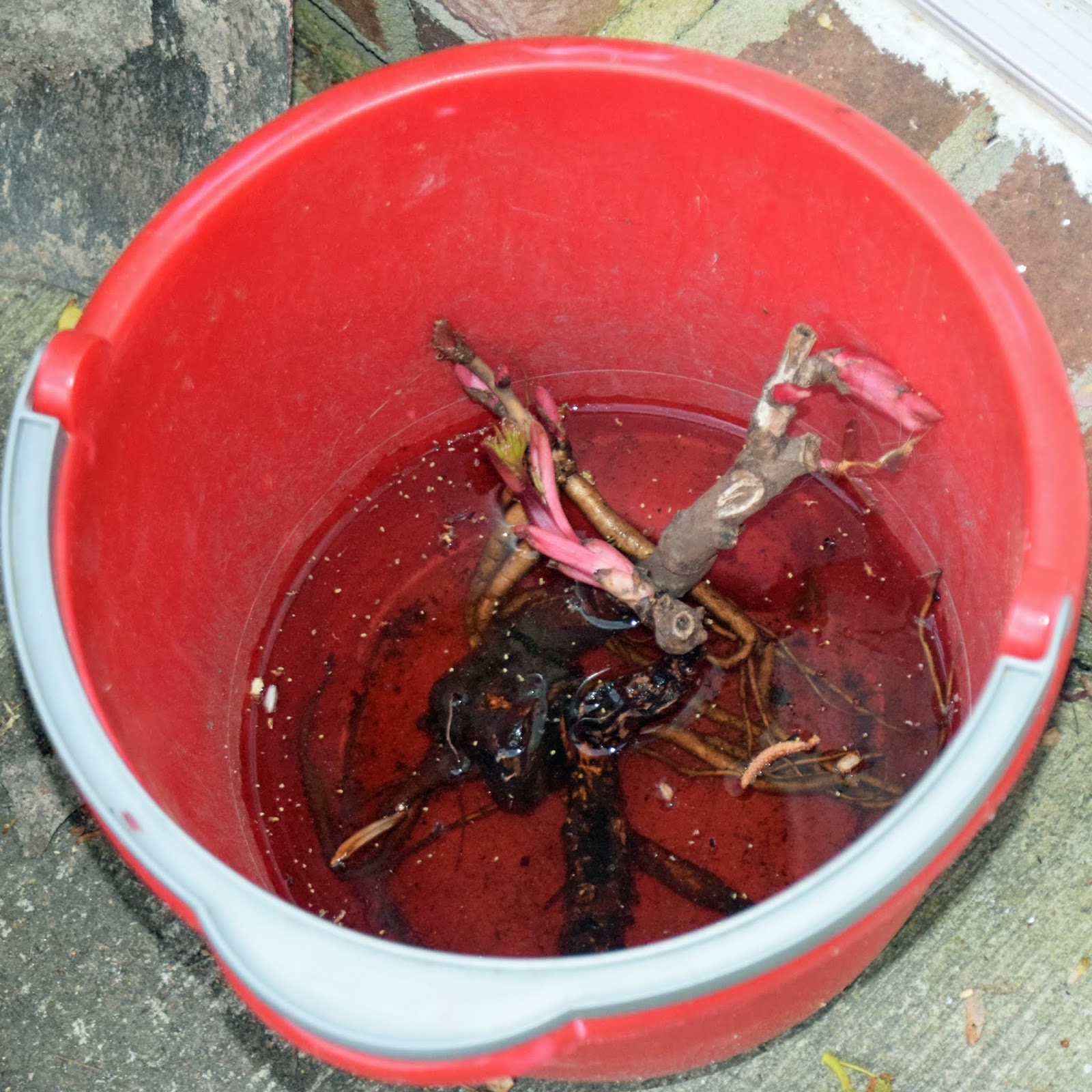 Southern Peony 2020 Potted Up Intersectional Peony Roots