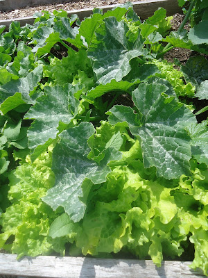 May in the Ladner Community Garden