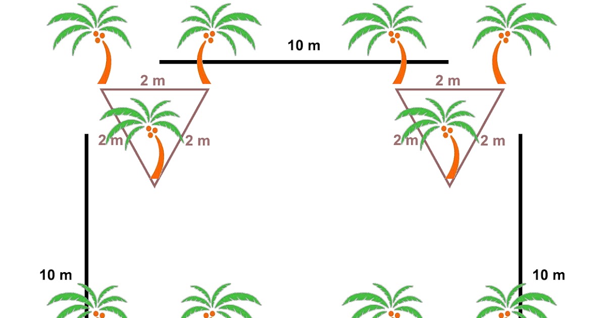 Coconut planting material for the Pacific region: Planting designs ...