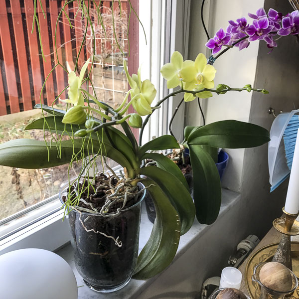 Brudorkidé phaleanopsis Brudorkidé phaleanopsis