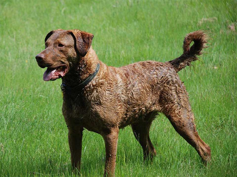 Chesapeake Bay Retriever is a Good Family Pet and Hunting ...
