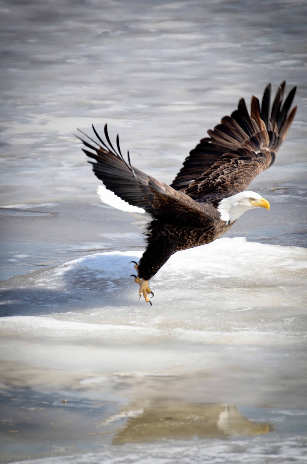 Savoring Servant: Beautiful birds... National and Baseball Symbols