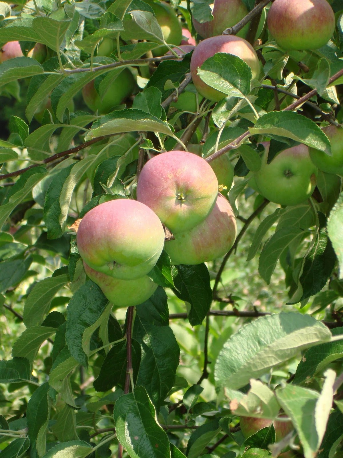 Watauga County Cooperative Extension Center Grants for farm