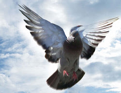 pigeon flying farming mixed modern