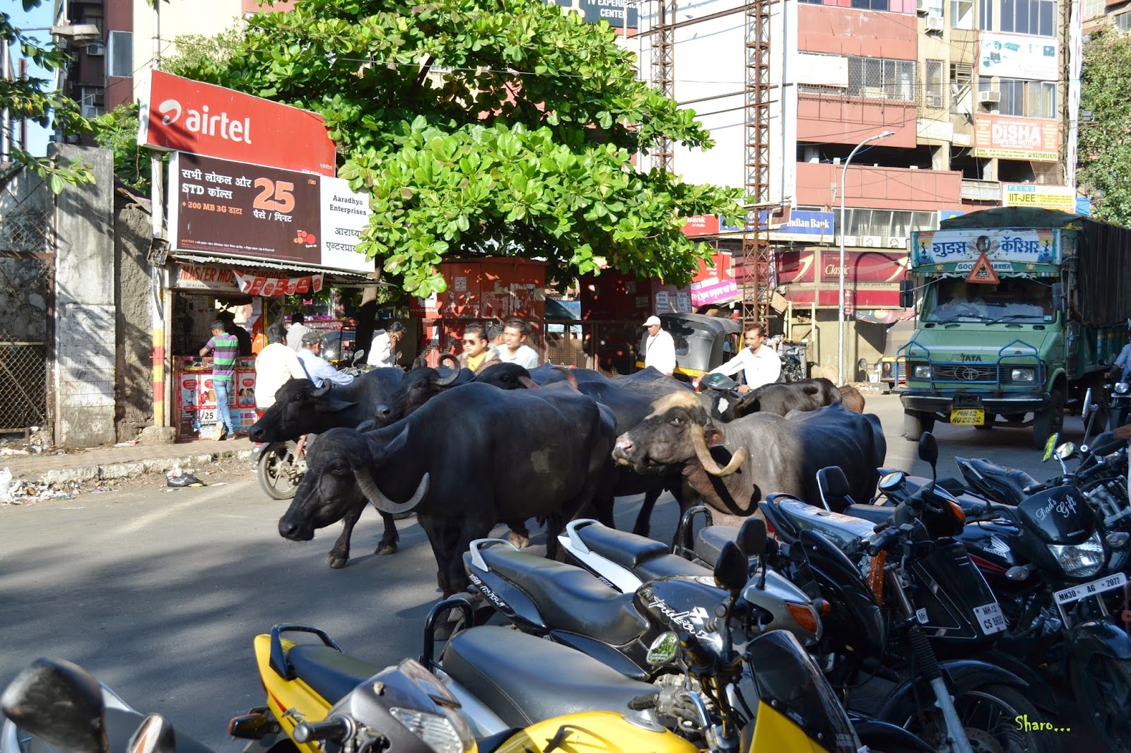 Click! Some random Clicks Pune Camp, Maharashtra