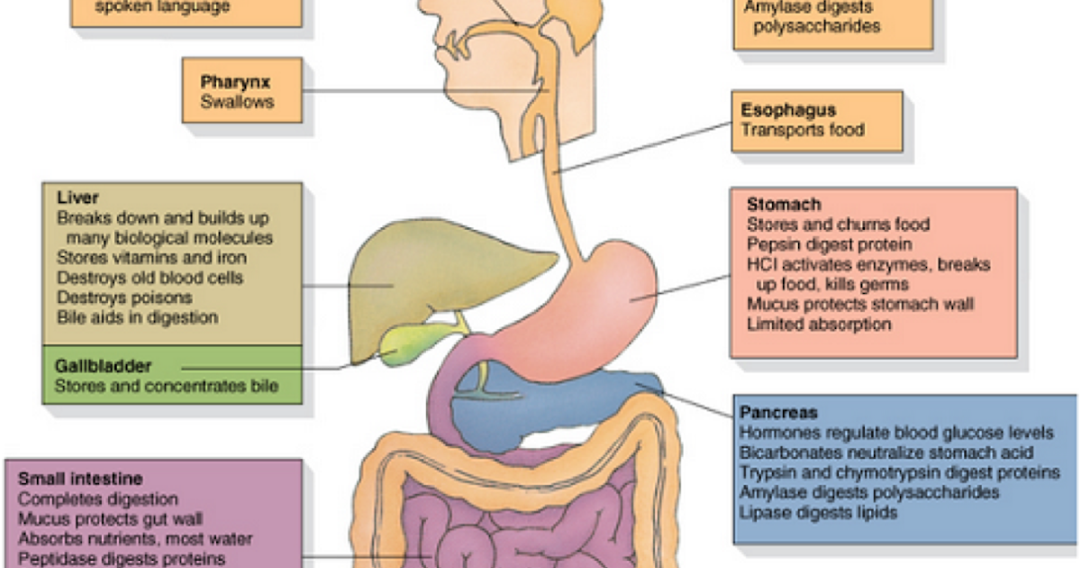 Understanding Life Systems - Human Organ Systems