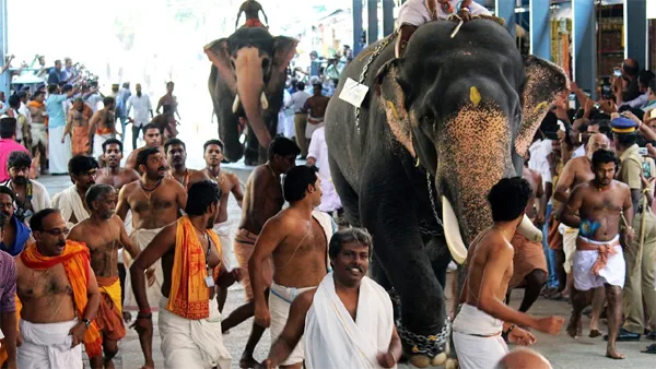 News, Guruvayoor, Kerala, Guruvayoor Temple, Elephant, Police, Elephant race for Guruvayoor festival