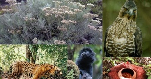 flora dan fauna indonesia