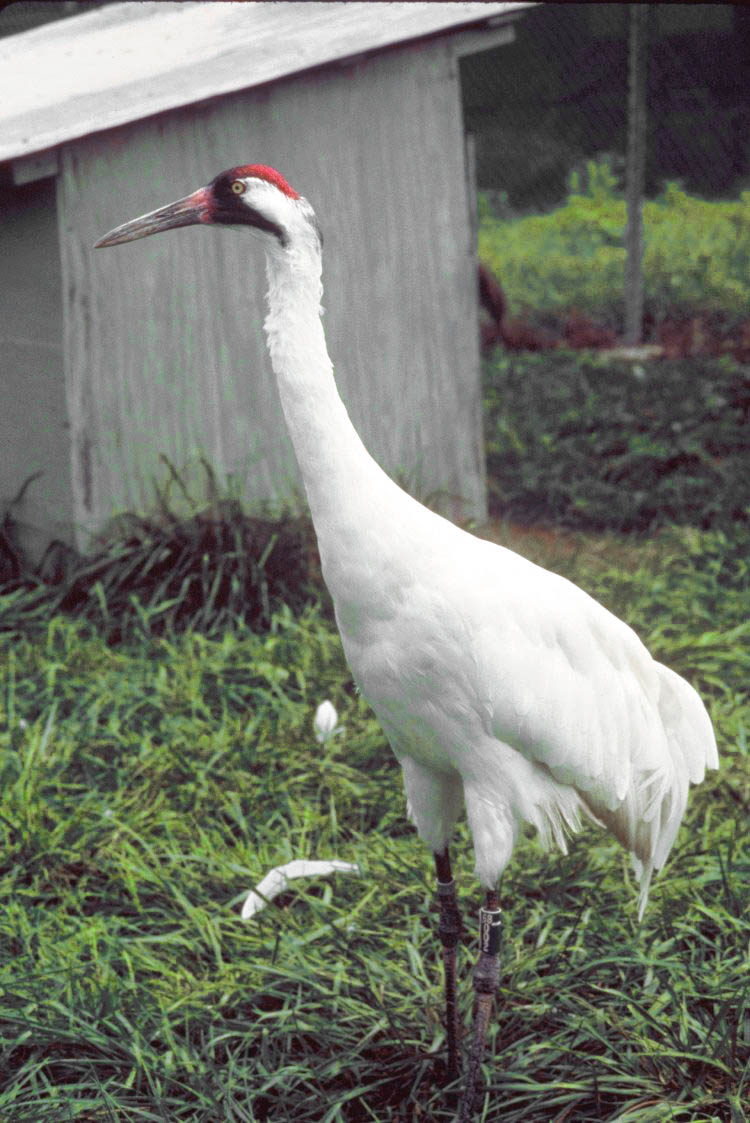 Musings of a Biologist and Dog Lover: Whooping Crane Spotted in Georgia