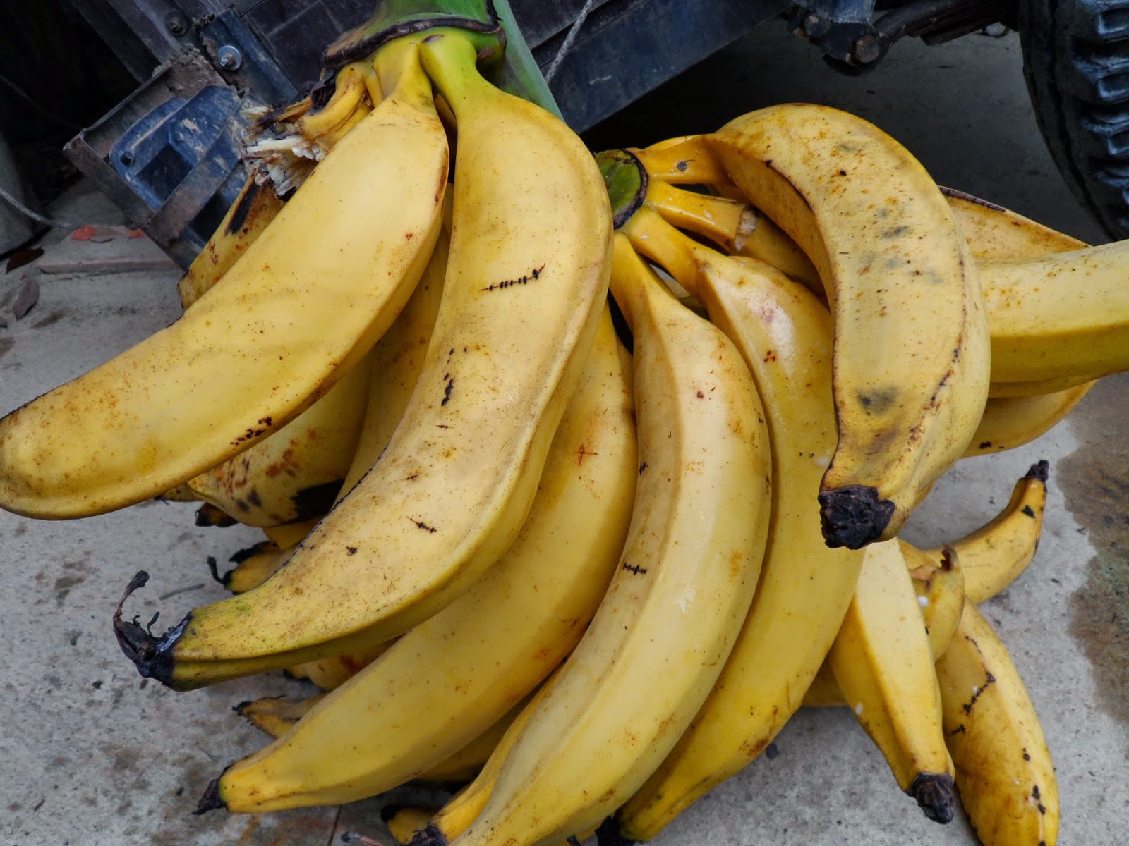 CULTIVAMOS PLÁTANO harton lo estamos TRANSFORMANDO A PATACONES ,CEL ...