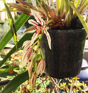 , Cymbidium Dayanum, diarid'orchidee