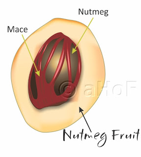 Nutmeg, Component parts, nutmeg fruit, aril, seed