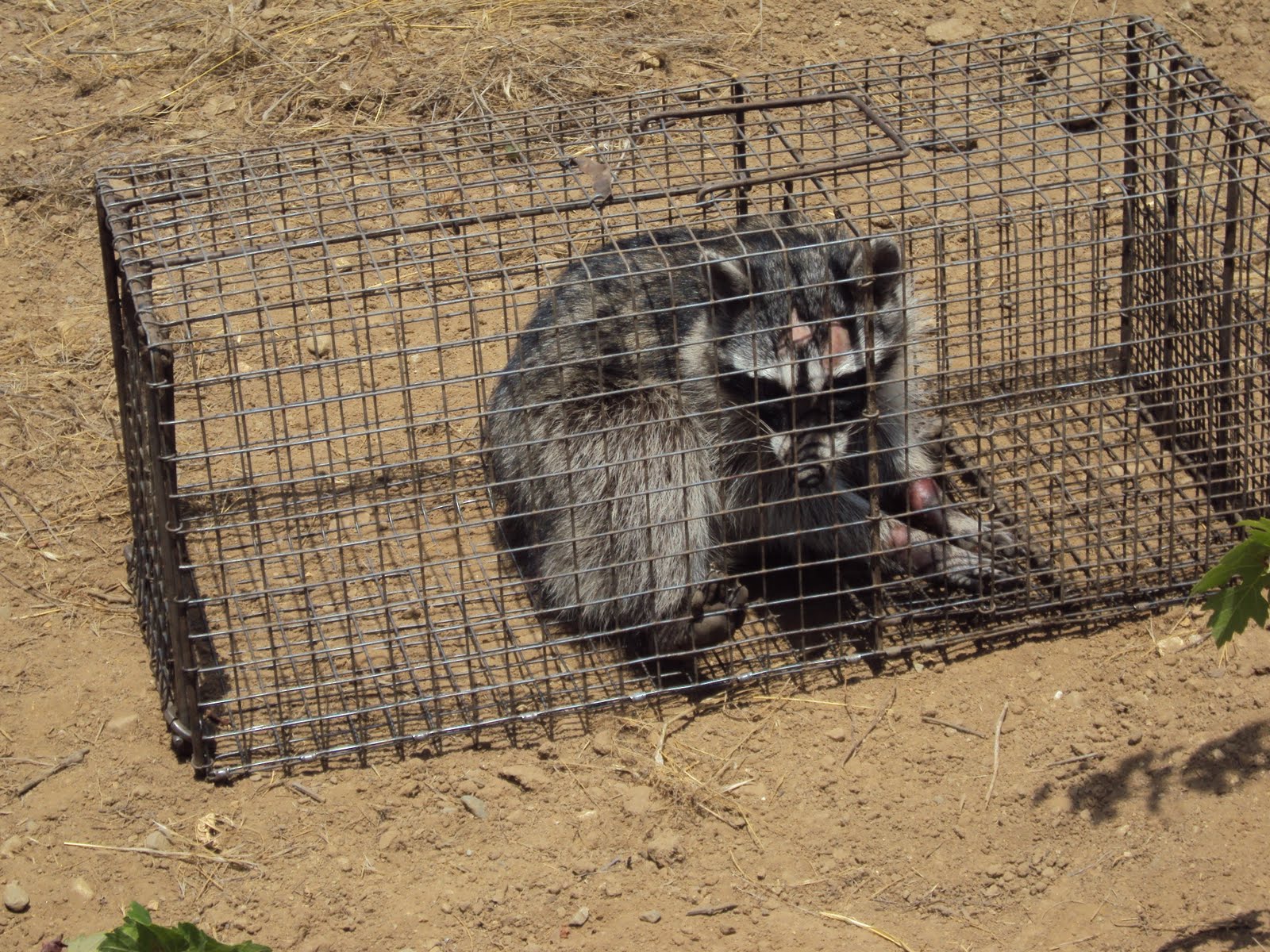 Animal Trapping Los Angeles Pigeon, Opossum, Raccoon, Bats, Gophers