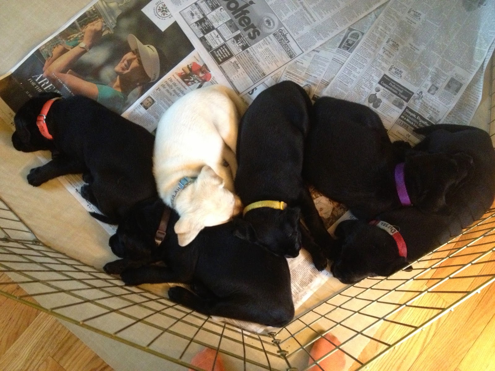 Susquehanna Service Dogs Whelping A Litter Of Puppies For The First Time