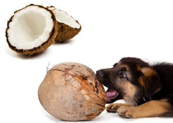 Coconut Oil For Dogs Eyes Coconut Oil For Dogs Eyes