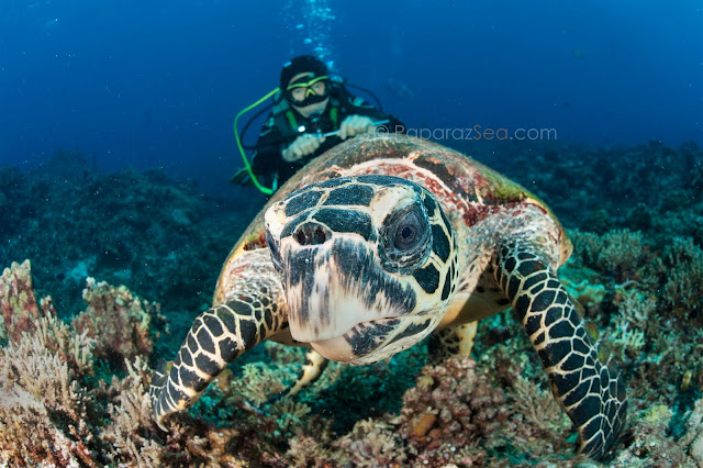 Dive Philippines, Jun V Lao, Underwater Photography, Learn Scuba