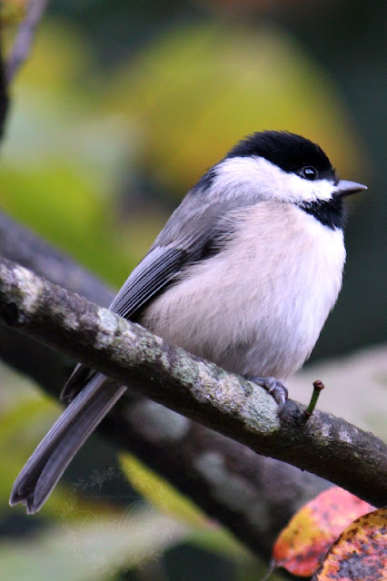 Chickadee perched on the dogwood tree patiently waiting for a turn to visit the bird feeder.