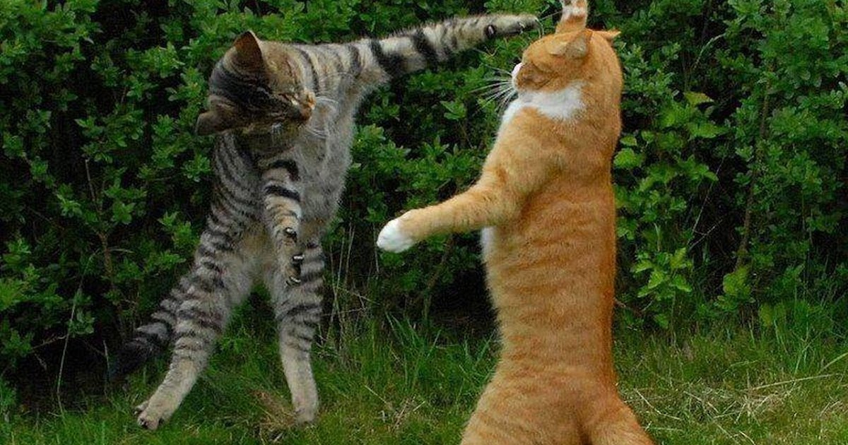 Funny cats getting scared and jumping