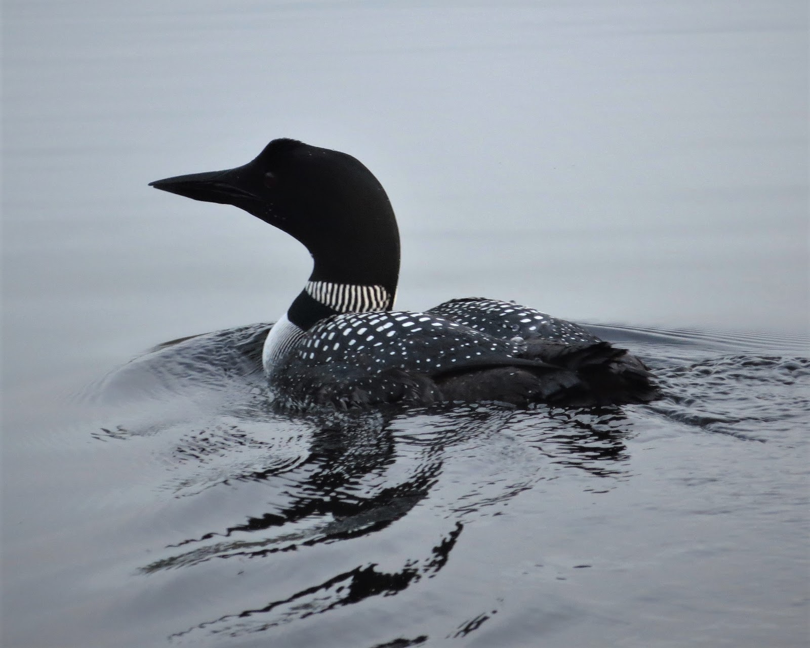 Compare loons’ lifespan to other birds
