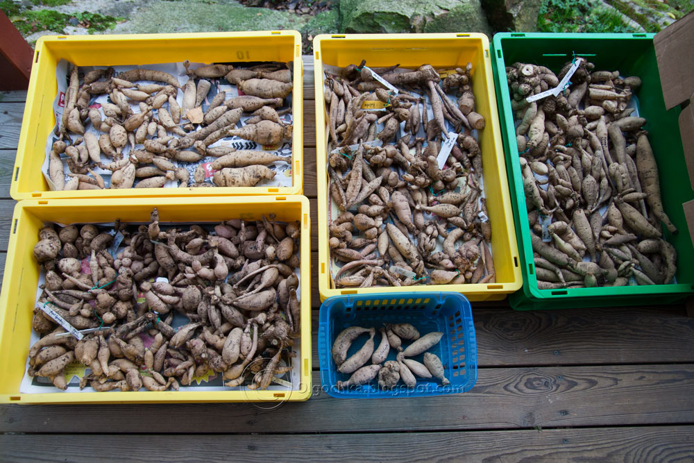 Olga s Garden Blog Storing Dahlia Tubers olga-s-garden-blog-storing-dahlia-tubers