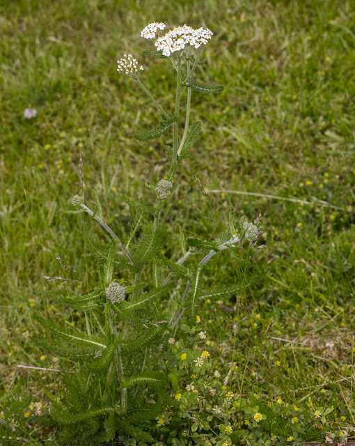 Yarrow, Achillea millefolium. Luxford Lane, Crowborough,13 June 2017. Yarrow, Achillea millefolium. Luxford Lane, Crowborough,13 June 2017.
