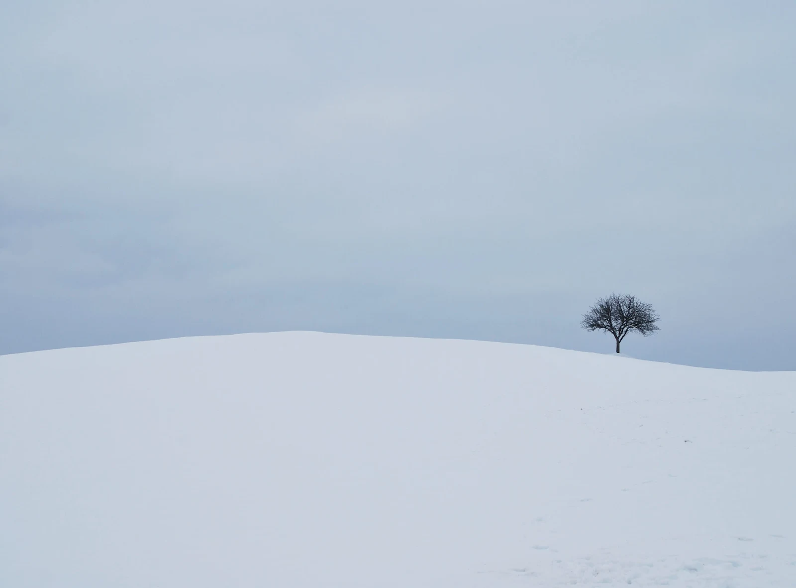 一本の木が遠くに生えた雪の積もった丘