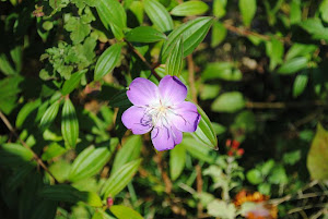 不動産　東京都 Blogの花