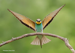 bee eater european rainbow coloring flying bird insect another colours efficient predation aerial returns safe