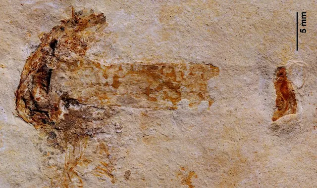 World's Oldest Fossilized Mushroom Sprouted 115 Million Years Ago