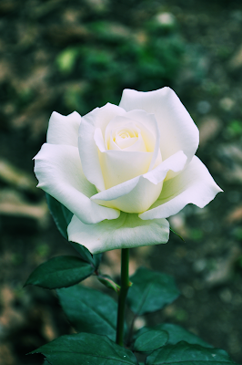Rosa blanca en Macro photo